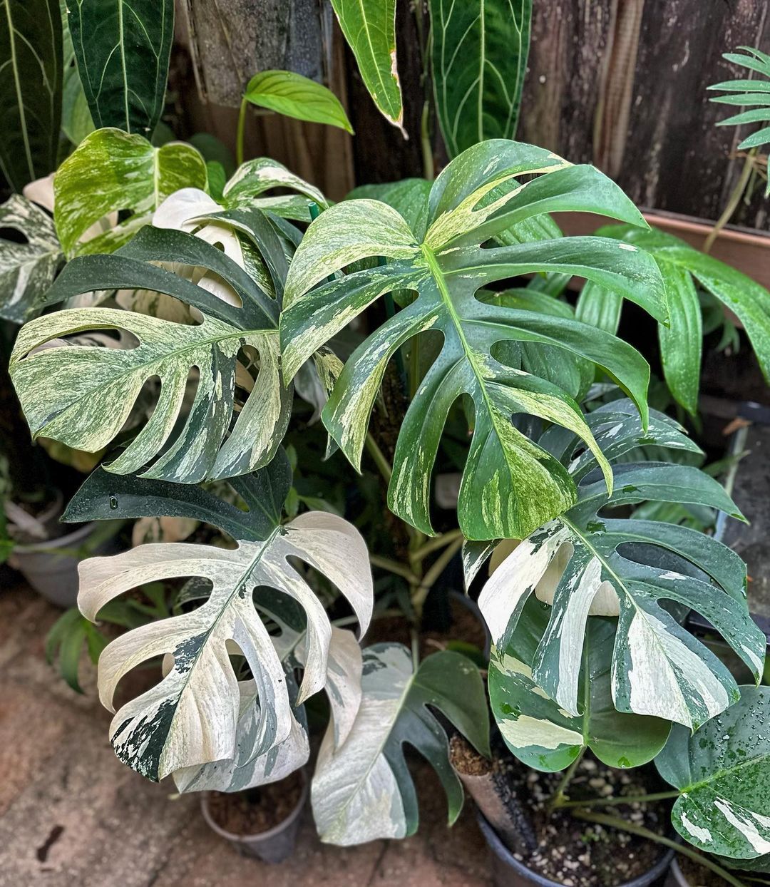 monstera ausgewachsen Monstera XL