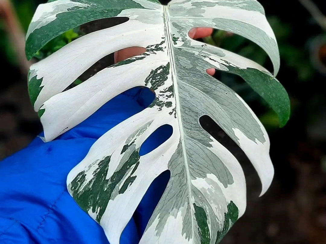 monstera wciornastek Monstera adansonii, Swiss Cheese Vine | Lexington, KY main image 0