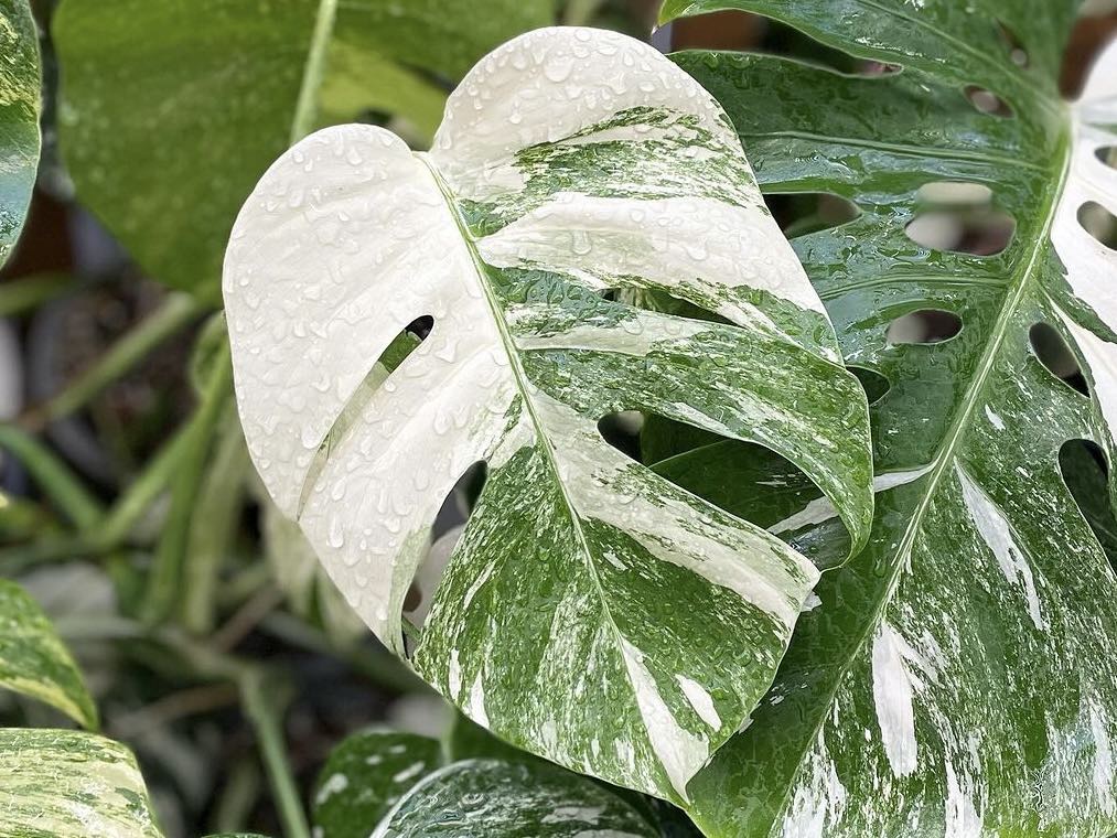 monstera mit weißen blättern kaufen Monstera Super White main image 0