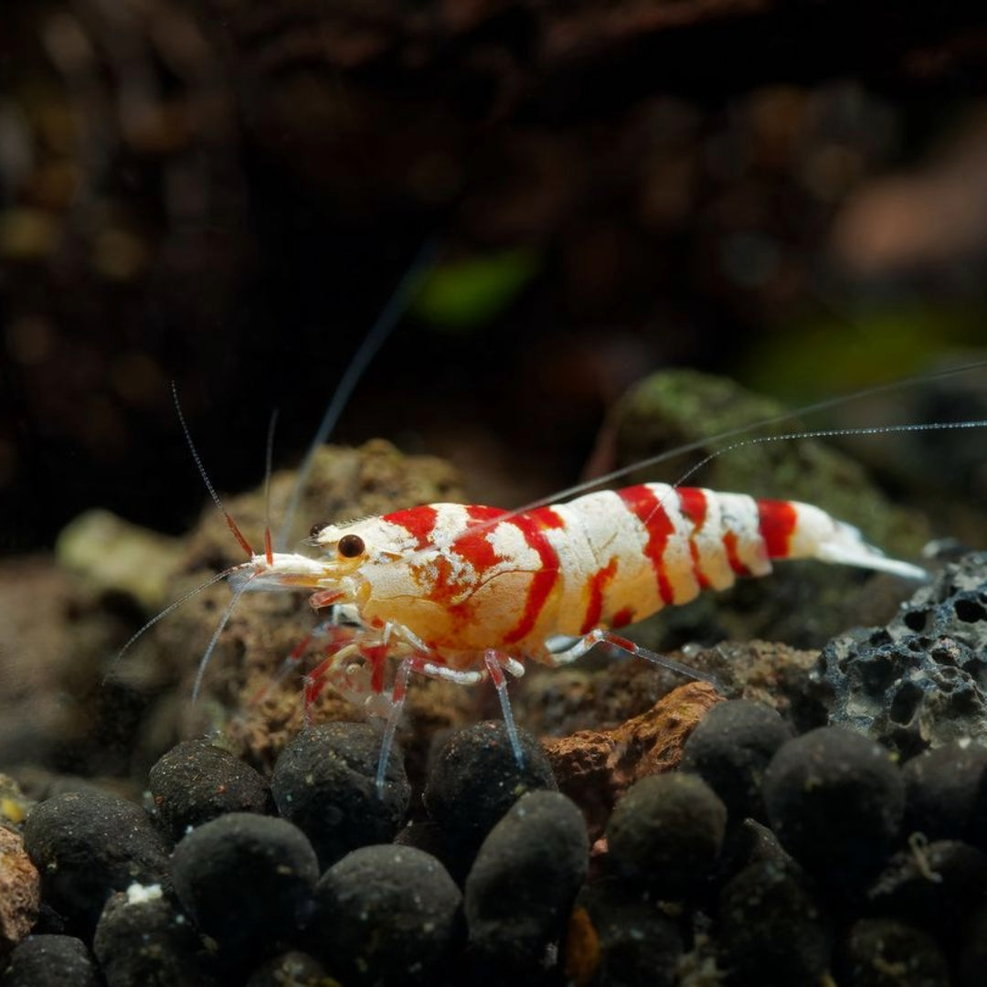 Shop Freshwater Caridina Shrimp: Explore Hardy & Colorful Shrimp