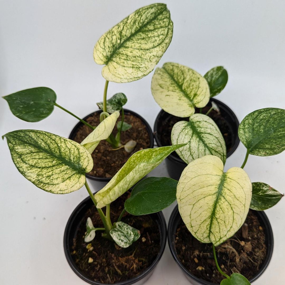 monster indoor plant Well-Rooted Acclimated Variegated Monstera White Monster Plant