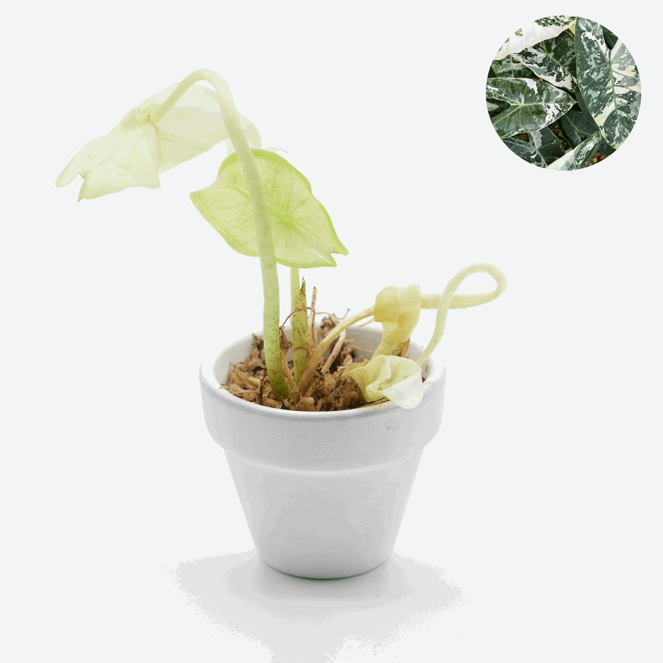 Shop Variegated Alocasia Longiloba Tissue Culture Plant