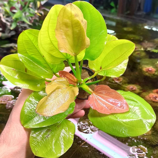 Echinodorus Yellow Sun Aquatic Plant