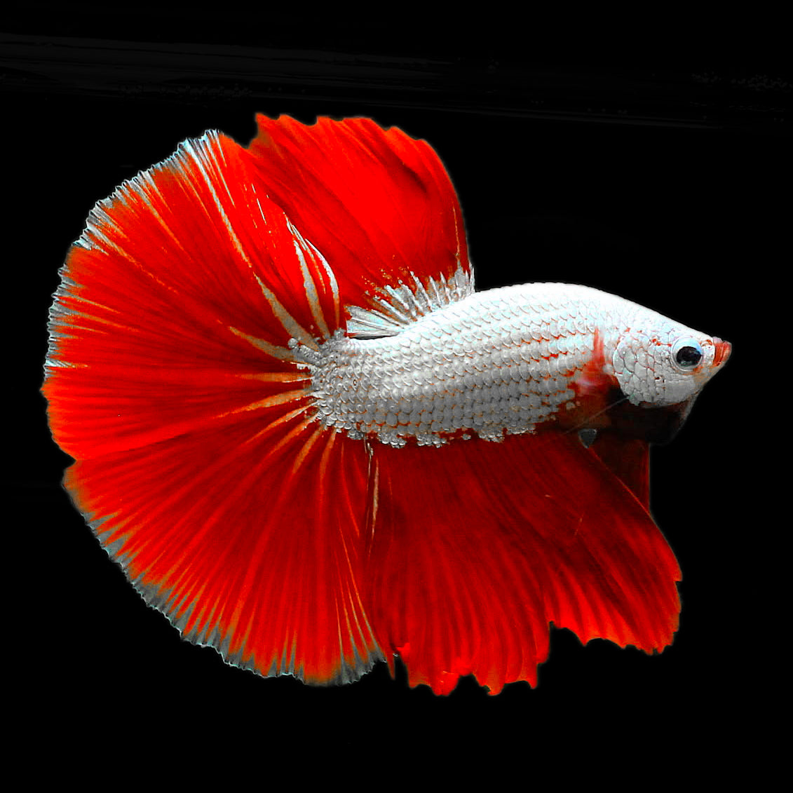 dragon net fish Red Dragon Halfmoon Male Betta Fish