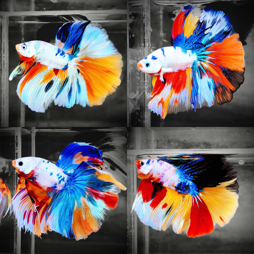 betta fish mystery box Koi Rainbow Halfmoon Male Betta Fish