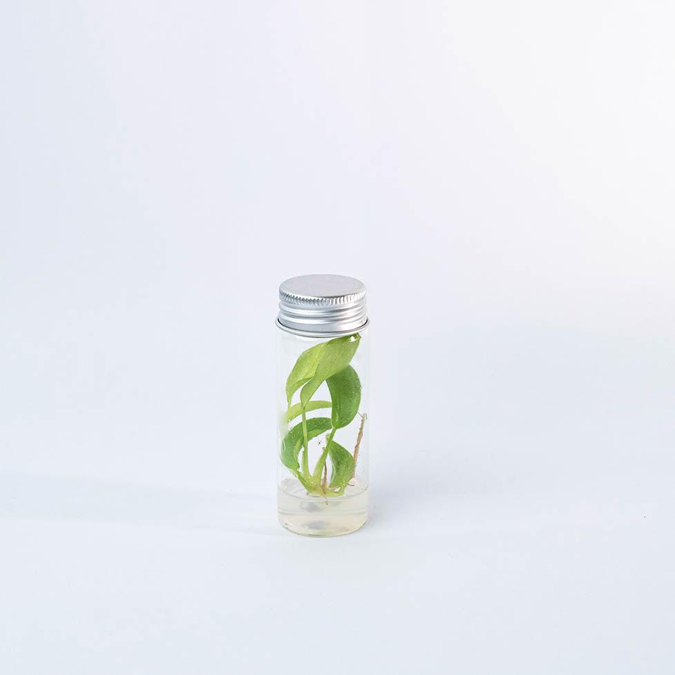philodendron in glass jar Shop Variegated Philodendron Snowdrift Tissue Culture Plant