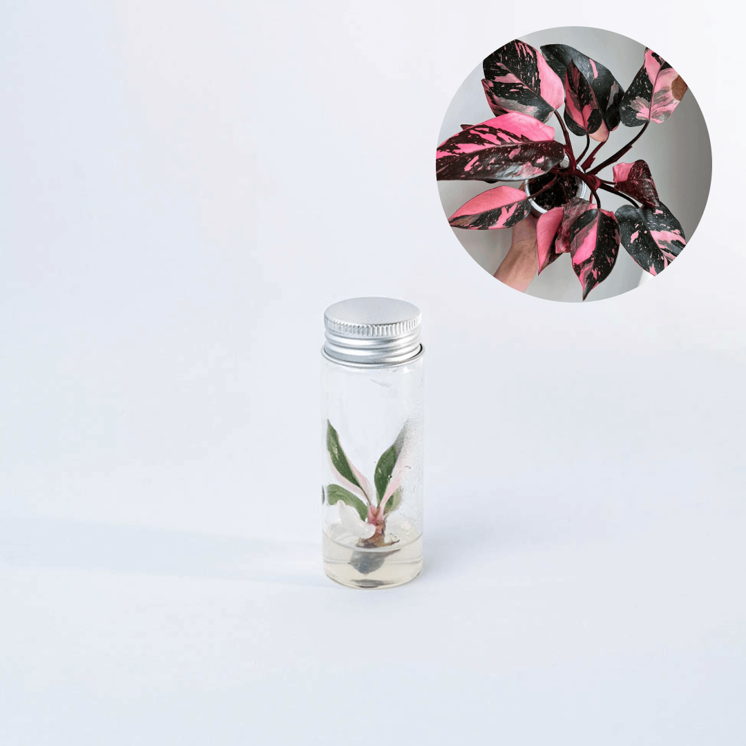 Shop Variegated Philodendron Pink Princess Tissue Culture Plant