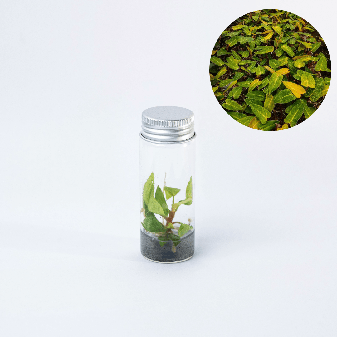Shop Variegated Philodendron Painted Lady Tissue Culture Plant