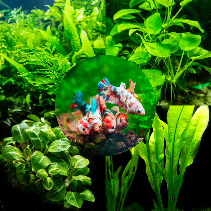 betta fish hydroponic plants Plant Package for Female Betta Sorority Tank