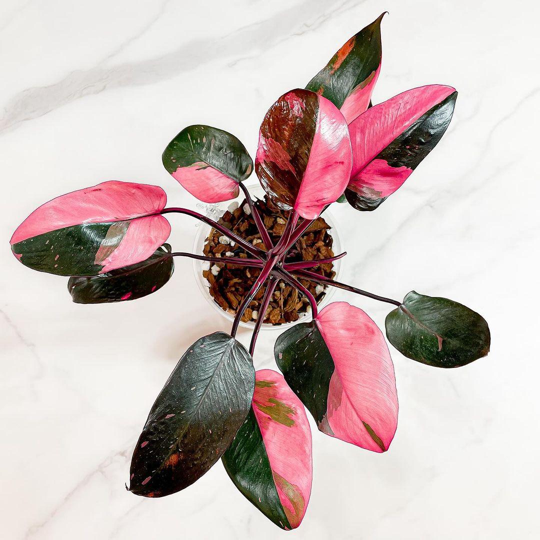 Shop Variegated Philodendron Pink Princess Mature Plant