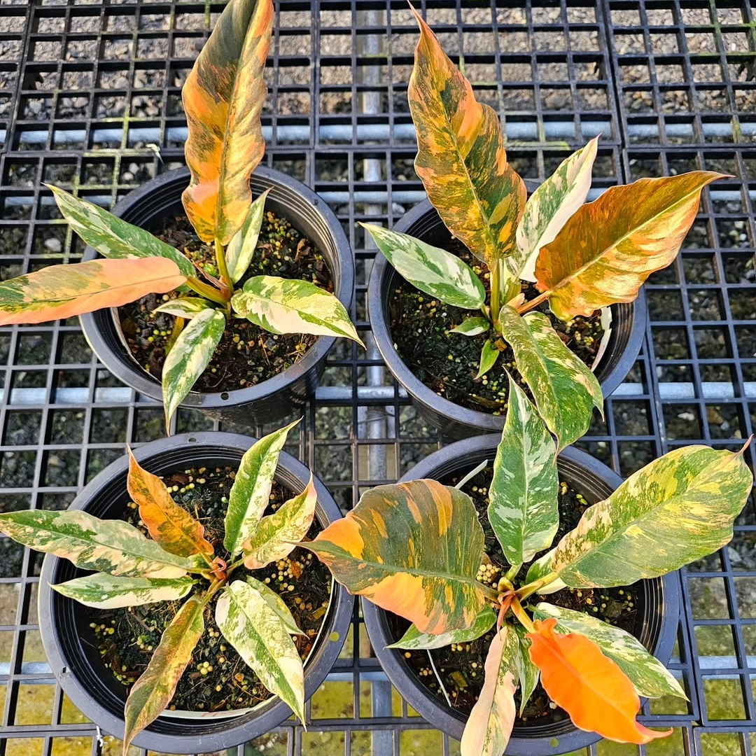 Variegated Philodendron Caramel Marble For Sale