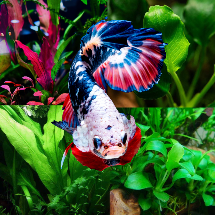 do betta fish like plastic plants Plant Package for Plakat Betta Fish Tank