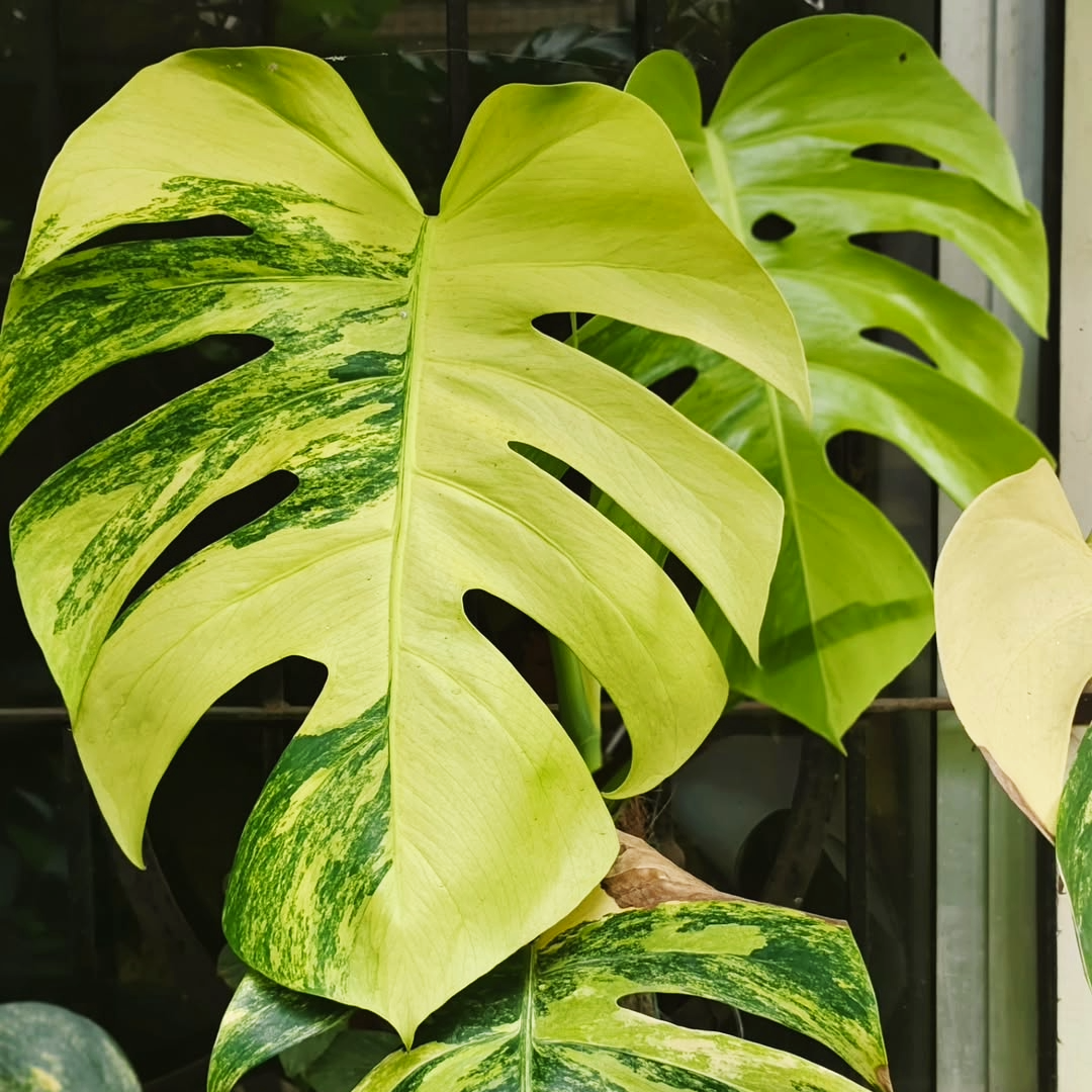 monstera aurea cutting Shop Variegated Monstera Aurea Cutting Plant