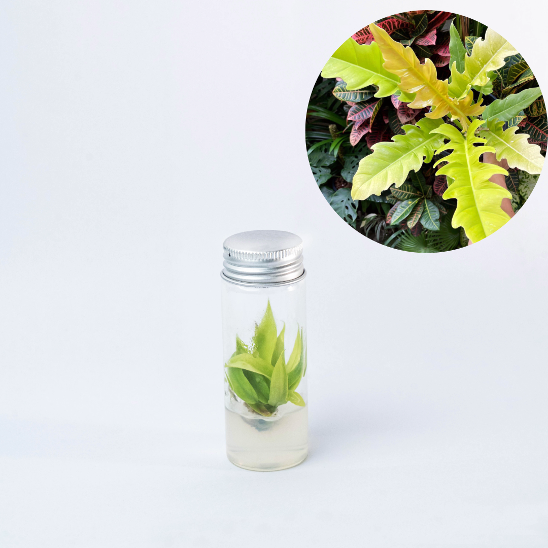 philodendron ring of gold Shop Philodendron Ring of Fire Gold Tissue Culture Plant