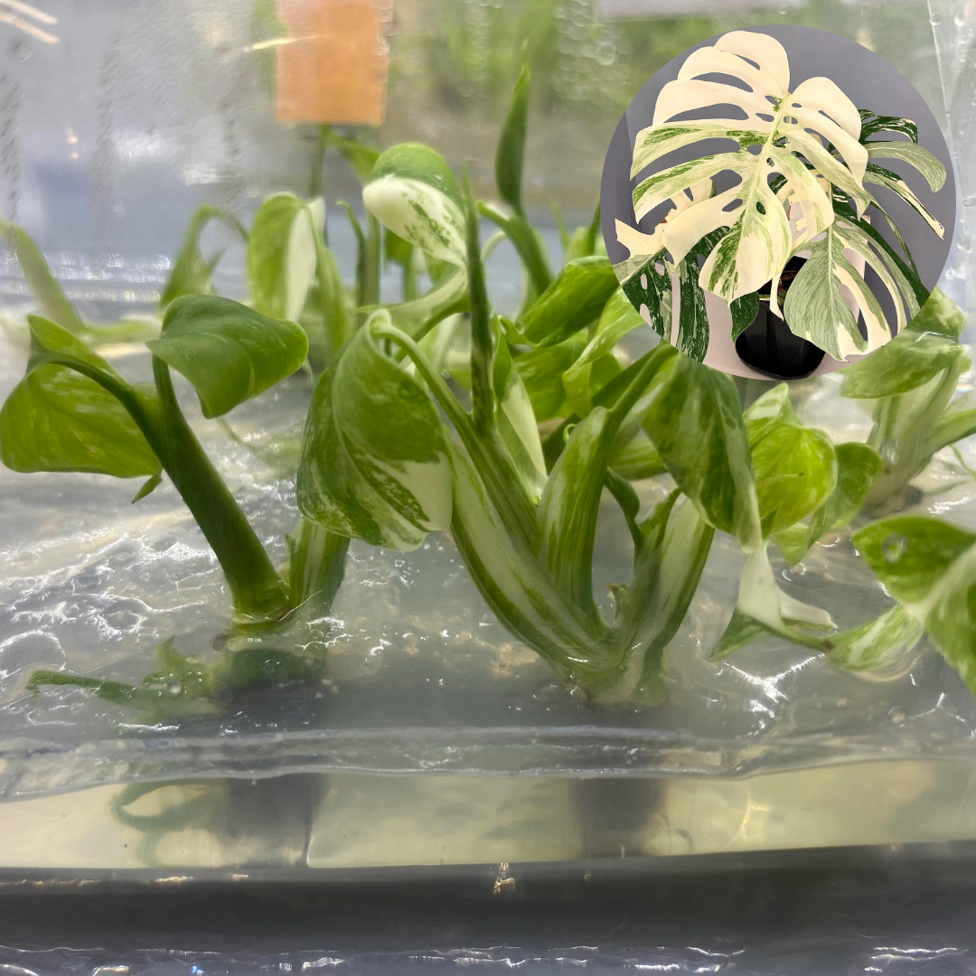 monstera plant aquarium Shop Variegated Monstera AlboTissue Culture Plant