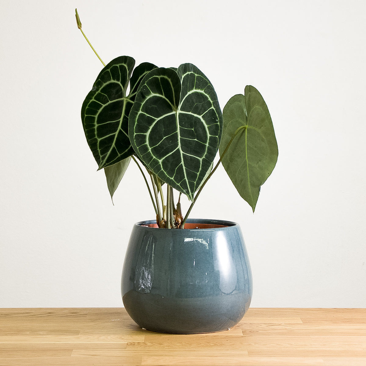 anthurium clarinervium comprar Anthurium Clarinervium Tissue Culture Plant
