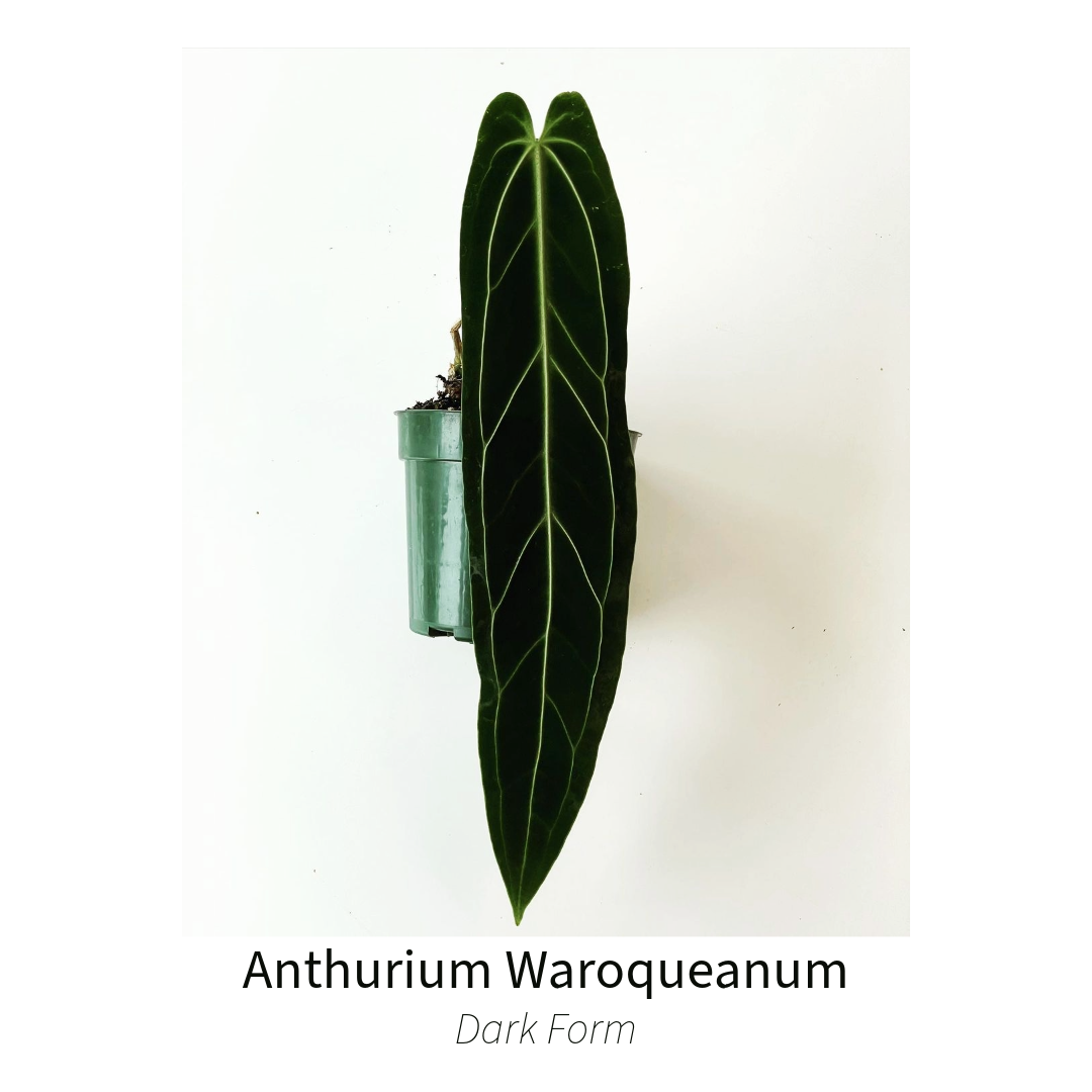 anthurium warocqueanum dark form Anthurium Warocqueanum AKA "Queen" Dark Form Tissue Culture Plant
