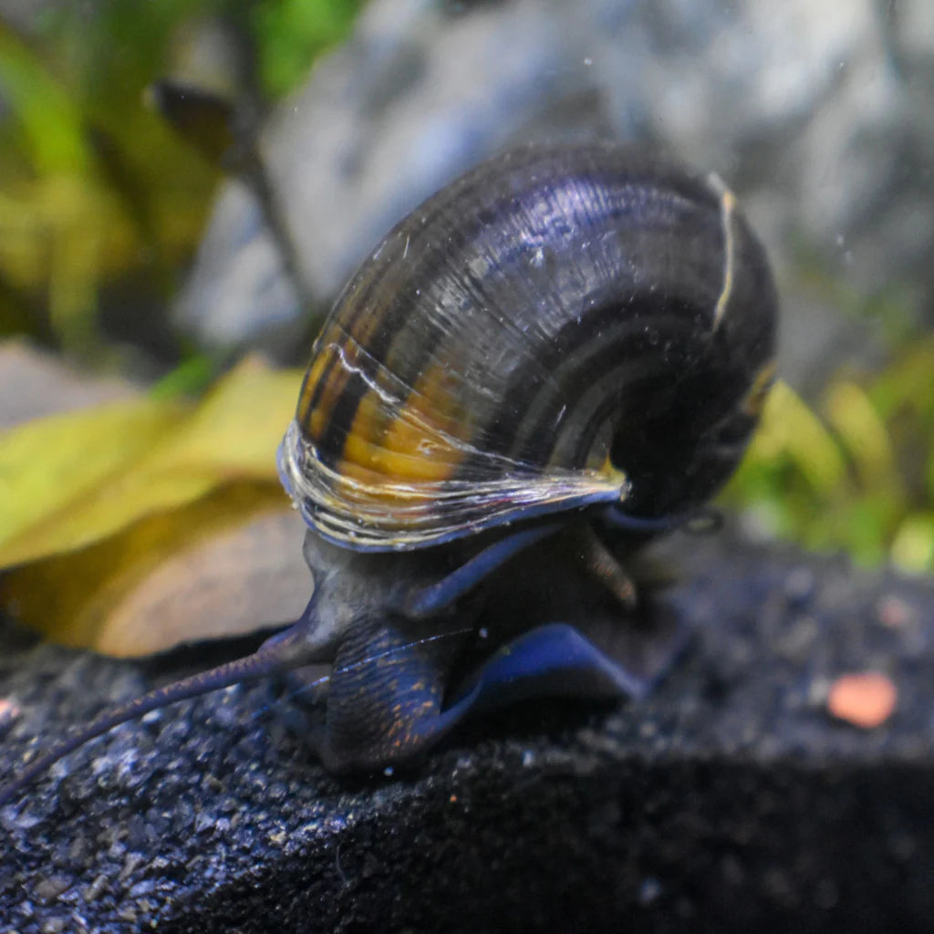 Black Mystery Snail – Sleek & Hardy Freshwater Snail