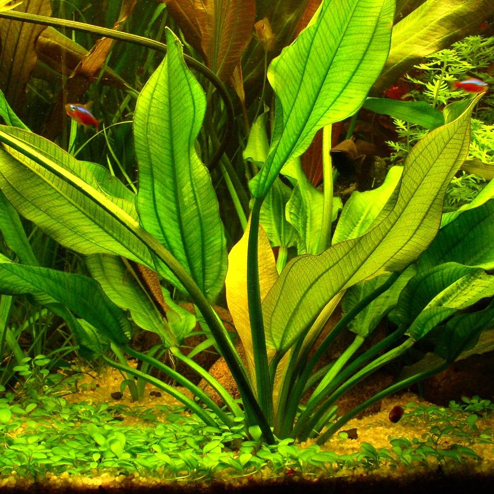 Echinodorus Ascherianus – Lush Aquatic Plant