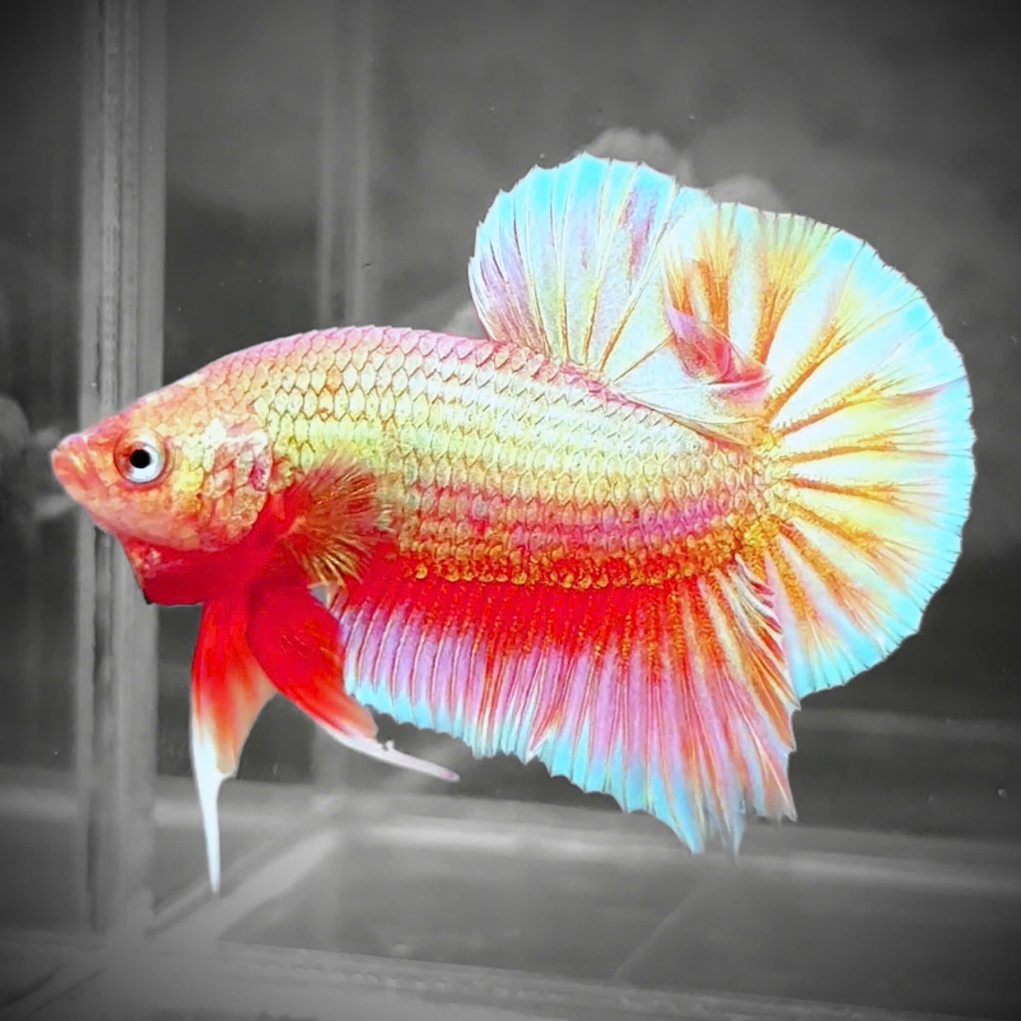 Golden Pink Plakat Male Betta Fish