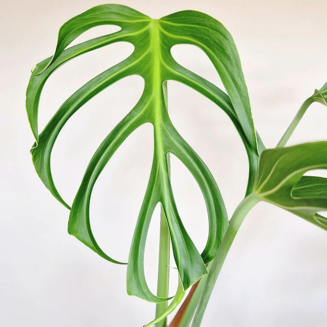 monstera burle marx flame seed Monstera Burle Marx Flame Tissue Culture Plant