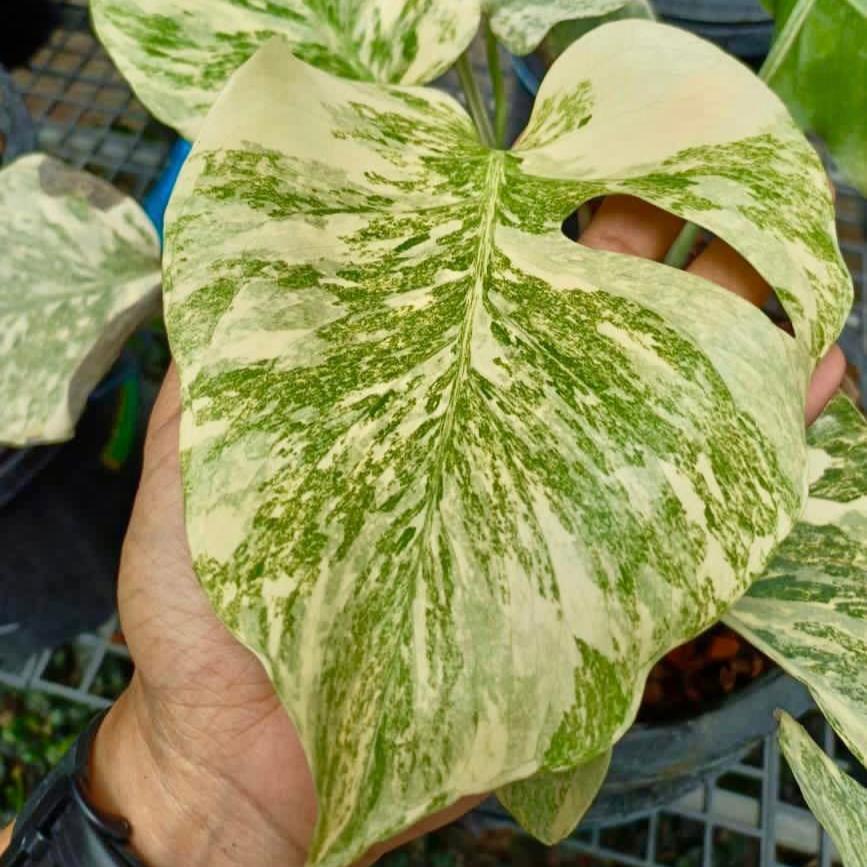 Variegated Monstera Legacy Plant | Rare & Exotic