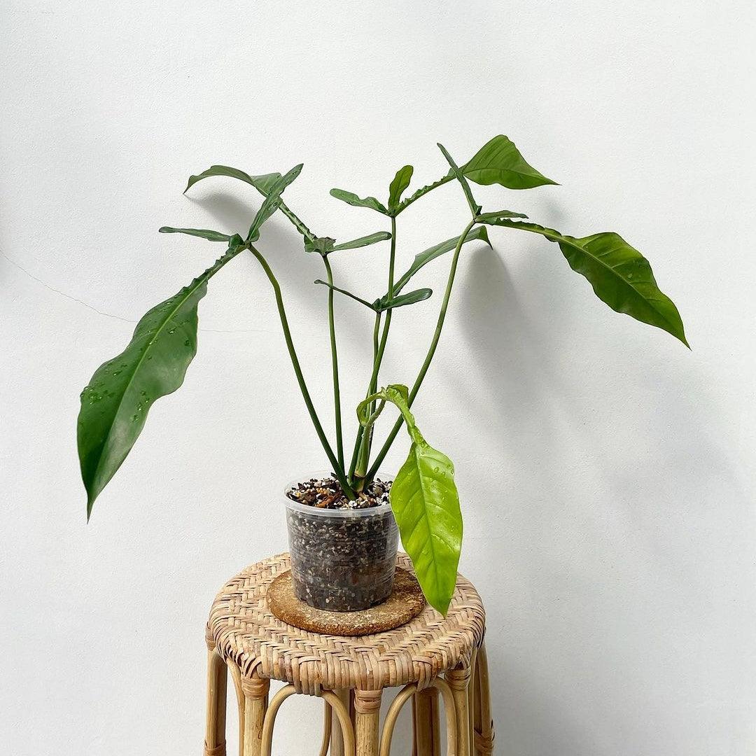 Shop Philodendron Joepii Tissue Culture Plant