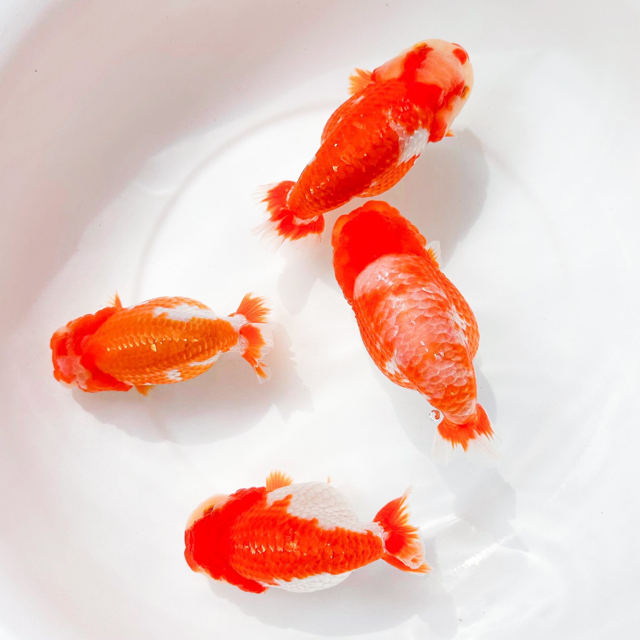 sakura-ranchu-goldfish.jpg?v=
