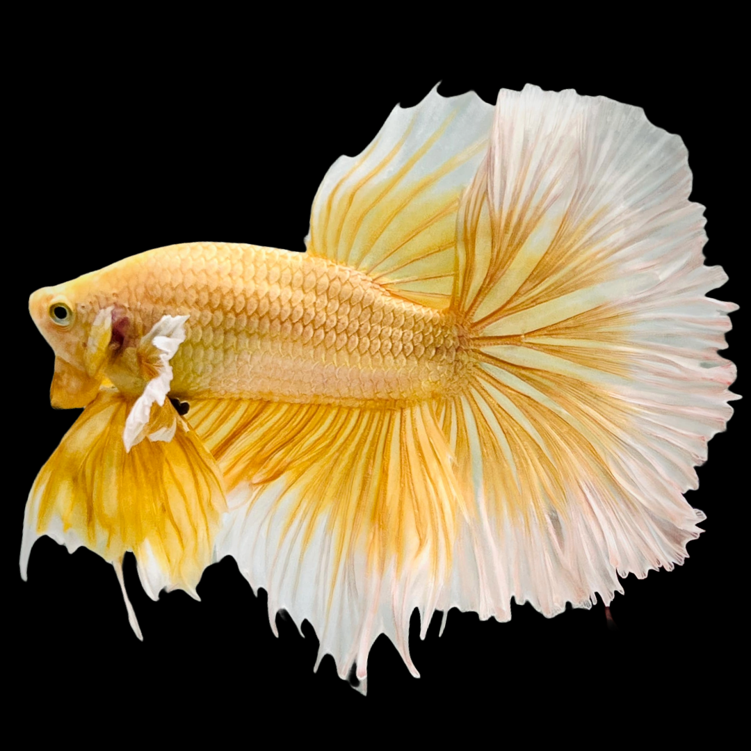 golden pothos betta fish Super Gold Halfmoon Male Betta Fish