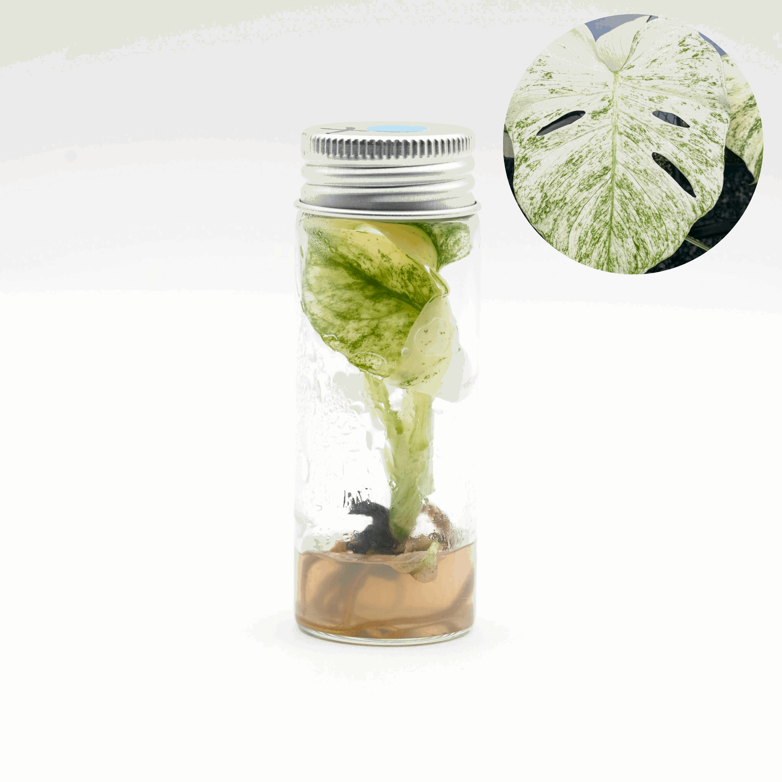 Shop Variegated Monstera White Monster Tissue Culture Plant