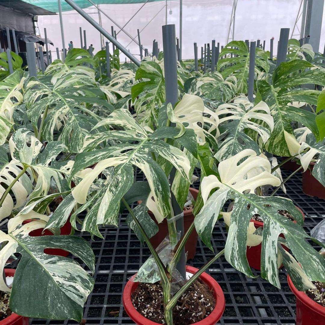 Shop Variegated Monstera Albo Cutting Plant