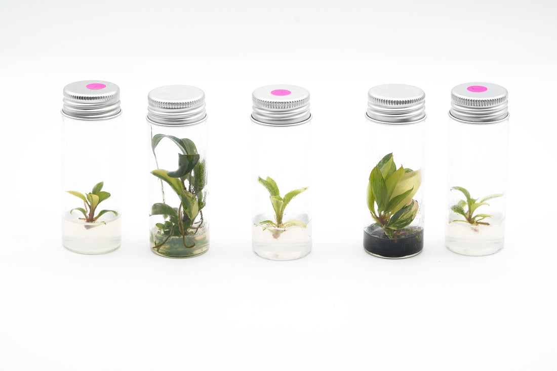 e-planter The EZCube Self-Watering Planter 21