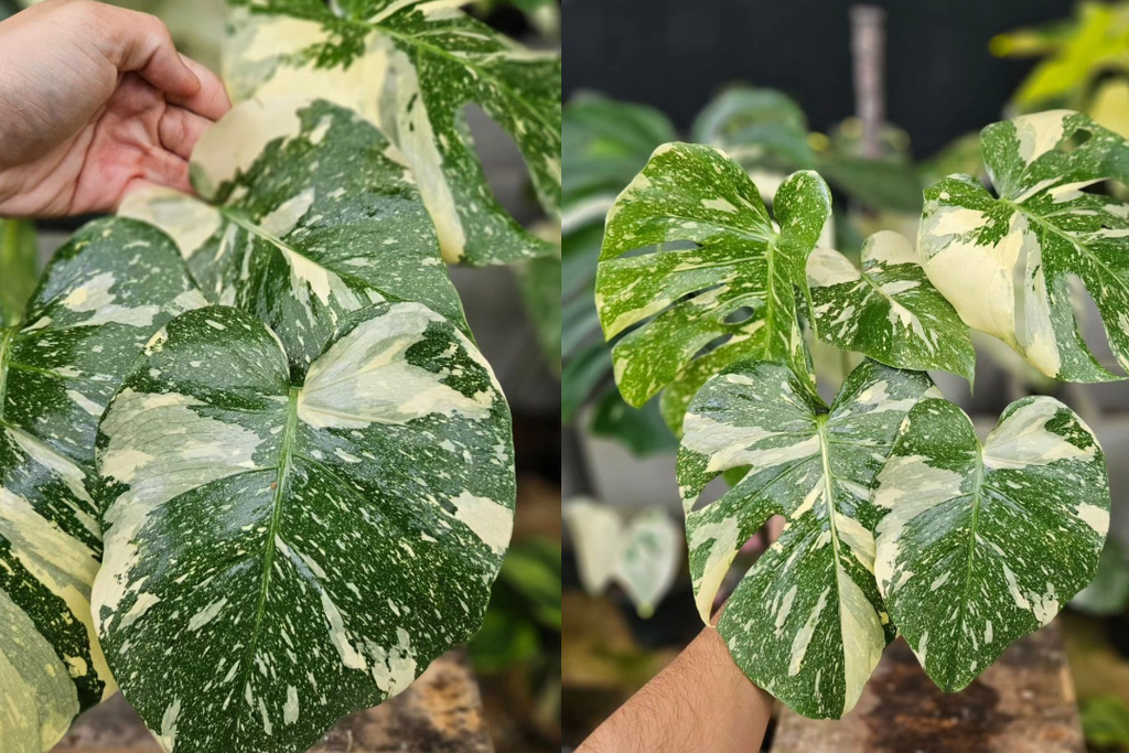 Monstera Thai Constellation Origin & Care