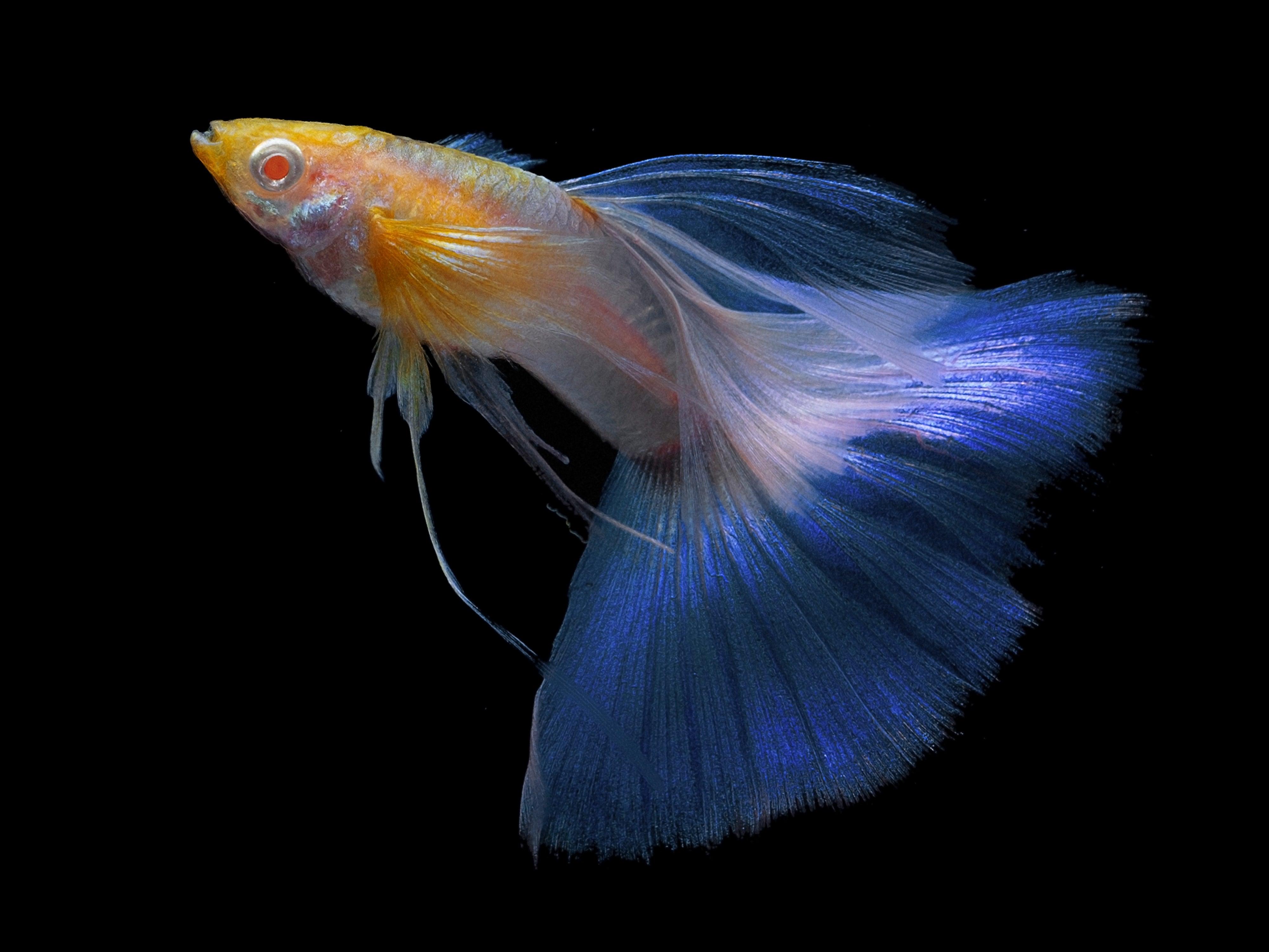 Tropicflow | How Many Type Of Guppy Fish?
