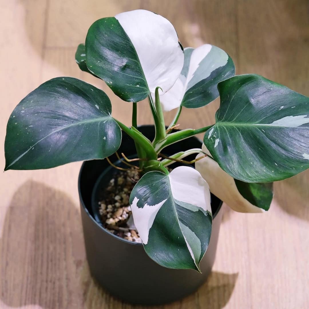 philodendron white wizard Variegated Philodendron White Wizard Tissue Culture Plant