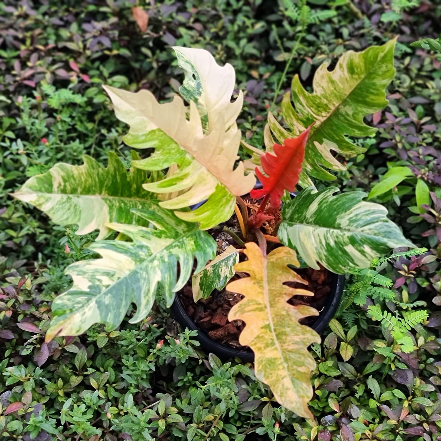 philodendron caramel marble price Variegated Philodendron Caramel Marble For Sale