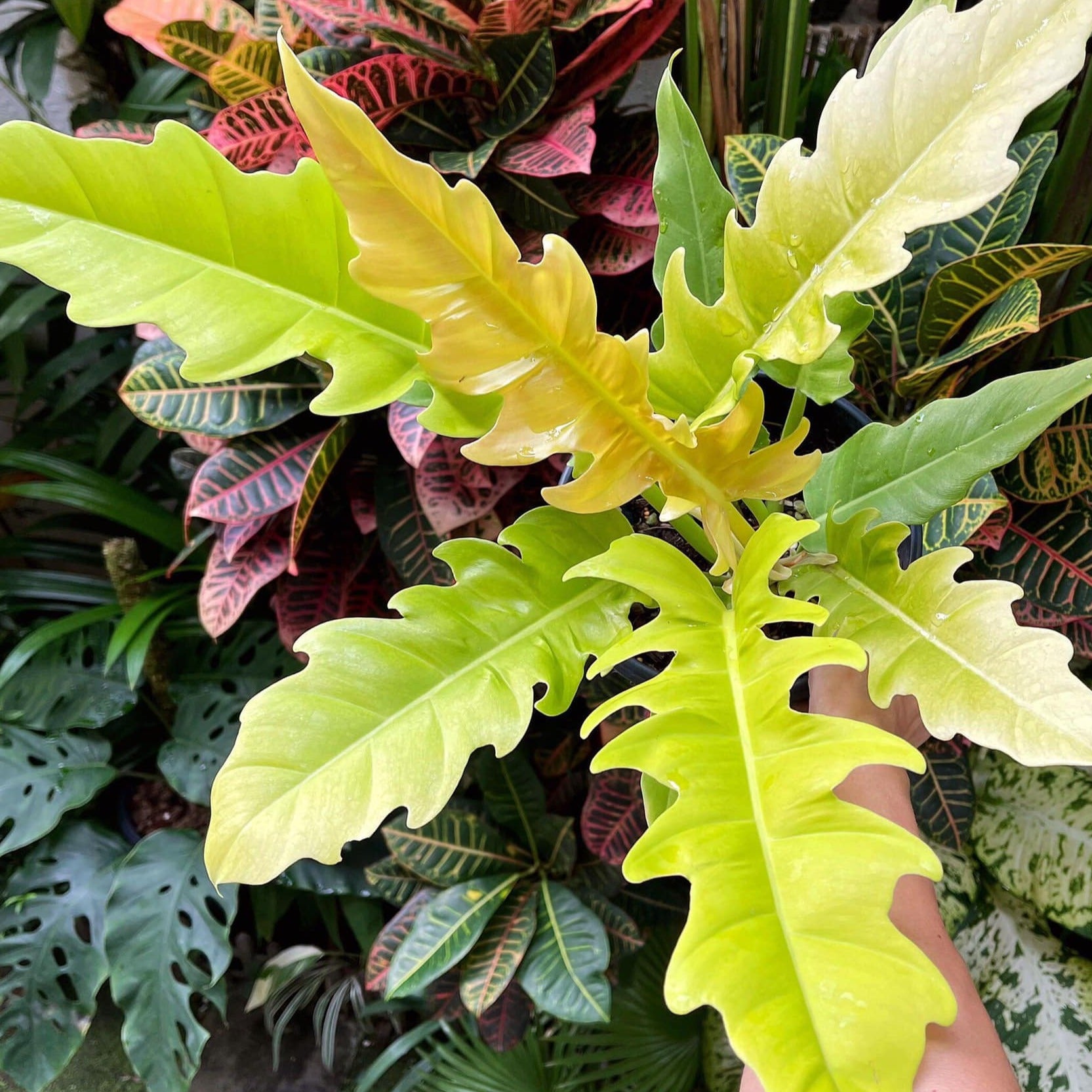 philodendron ring of gold Shop Philodendron Ring of Fire Gold Tissue Culture Plant