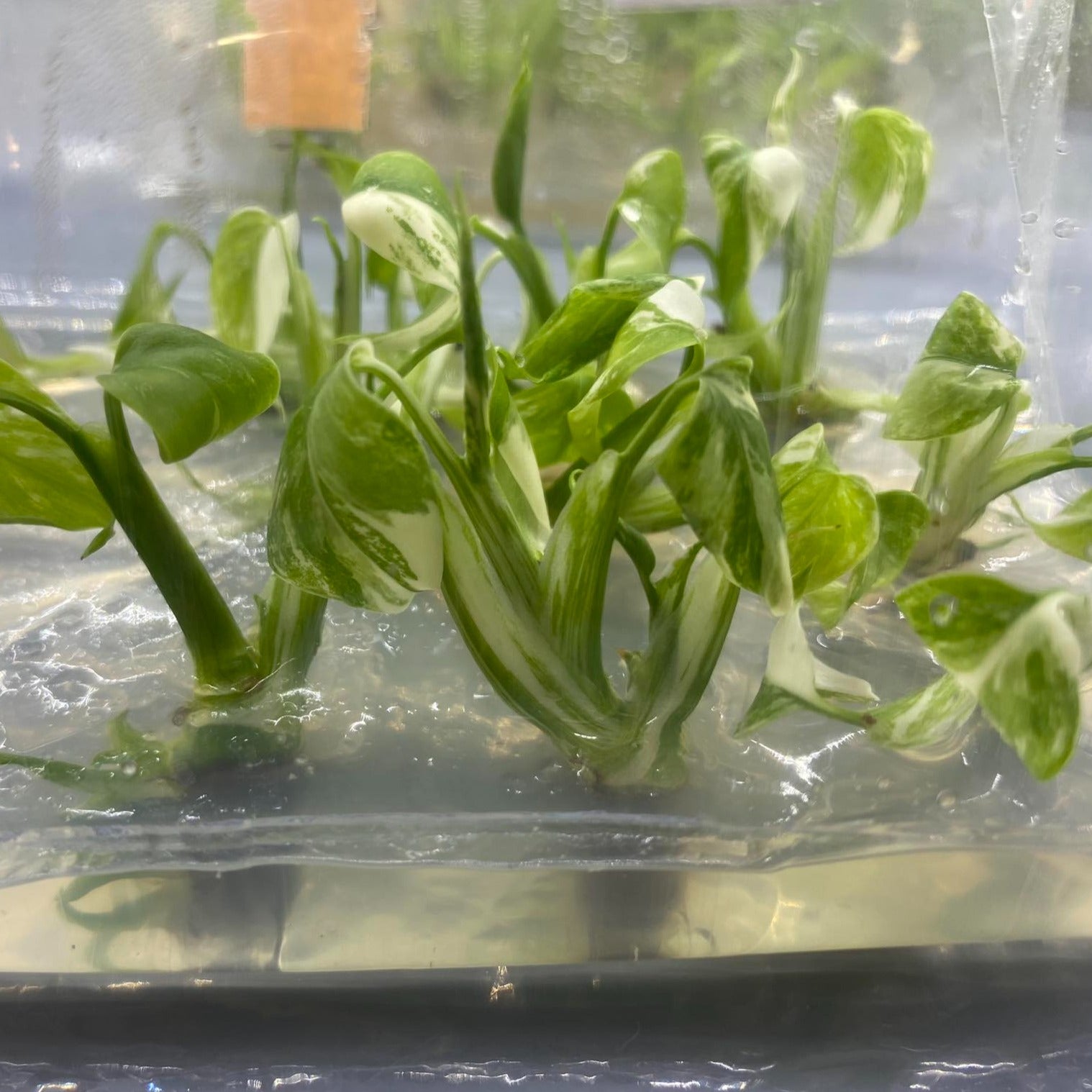 monstera deliciosa albo variegata tissue culture Shop Variegated Monstera AlboTissue Culture Plant