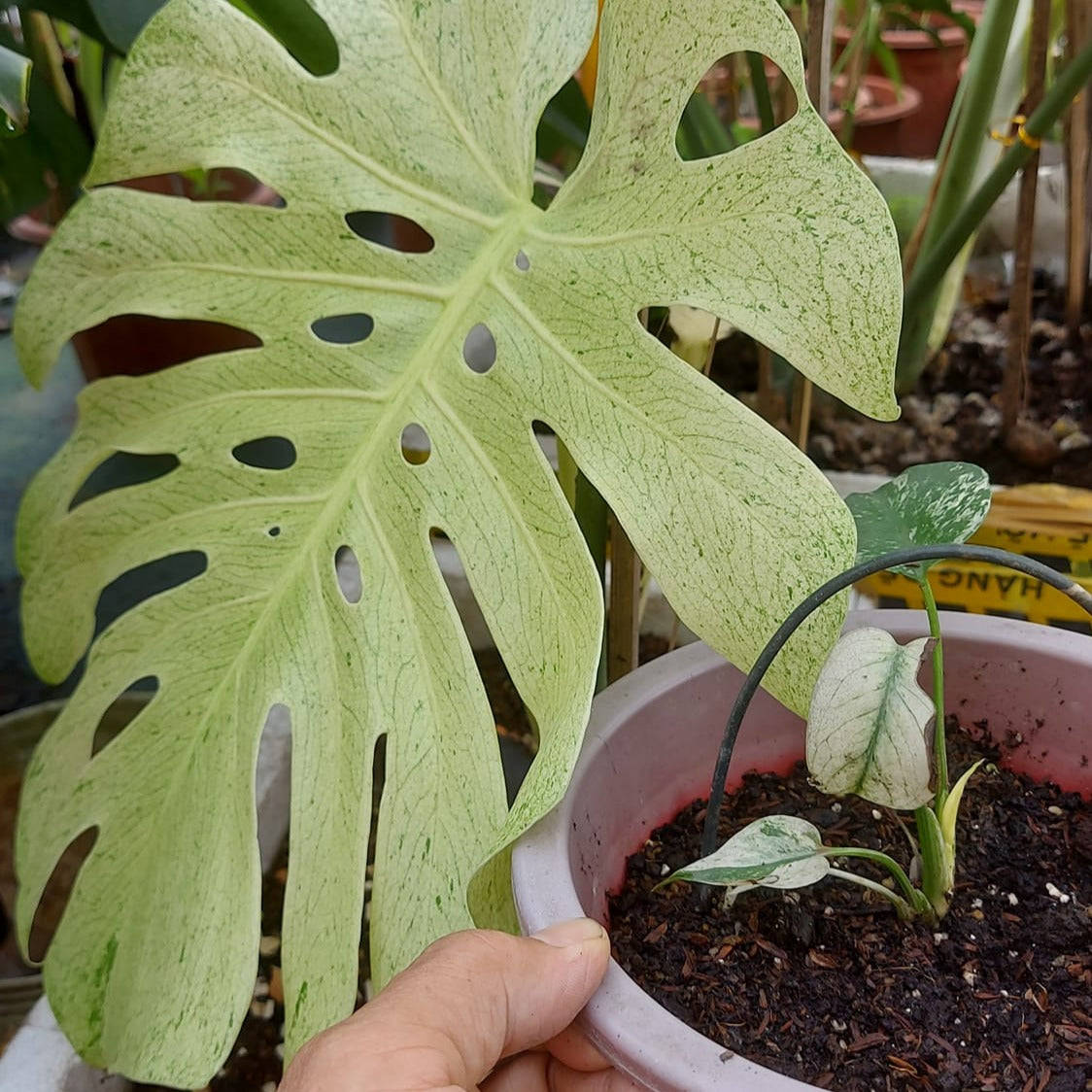 monstera plant with white Shop Variegated Monstera White Monster Tissue Culture Plant