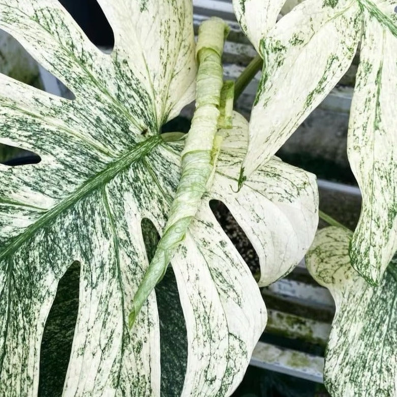 monstera deliciosa albo variegata tissue culture Shop Variegated Monstera White Monster Tissue Culture Plant