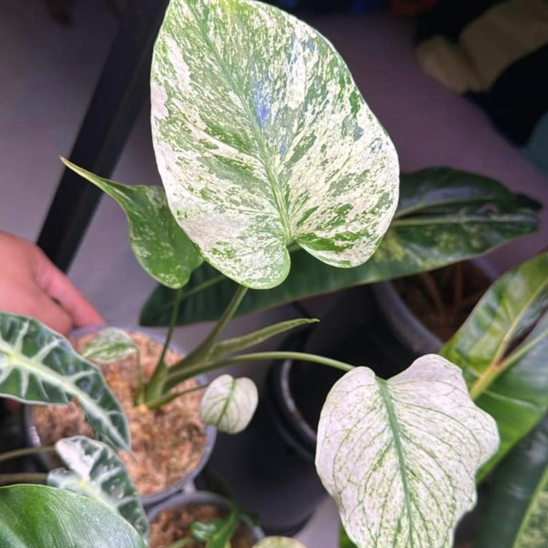 monstera tissue culture for sale Shop Variegated Monstera White Monster Tissue Culture Plant