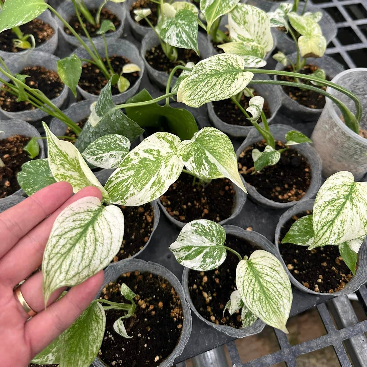 monstera plant white Well-Rooted Acclimated Variegated Monstera White Monster Plant
