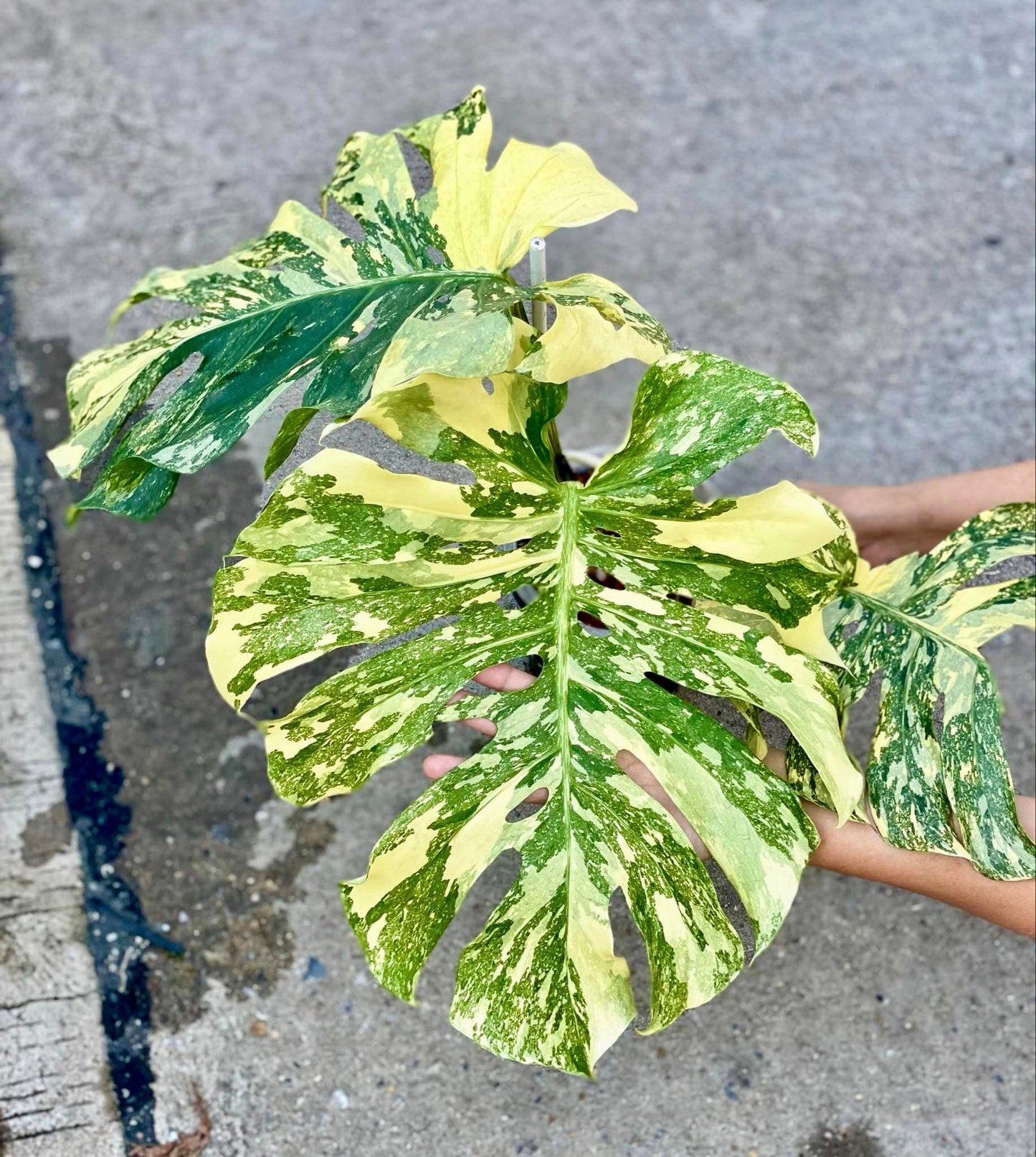 Variegated Monstera Creme Brulee Plant