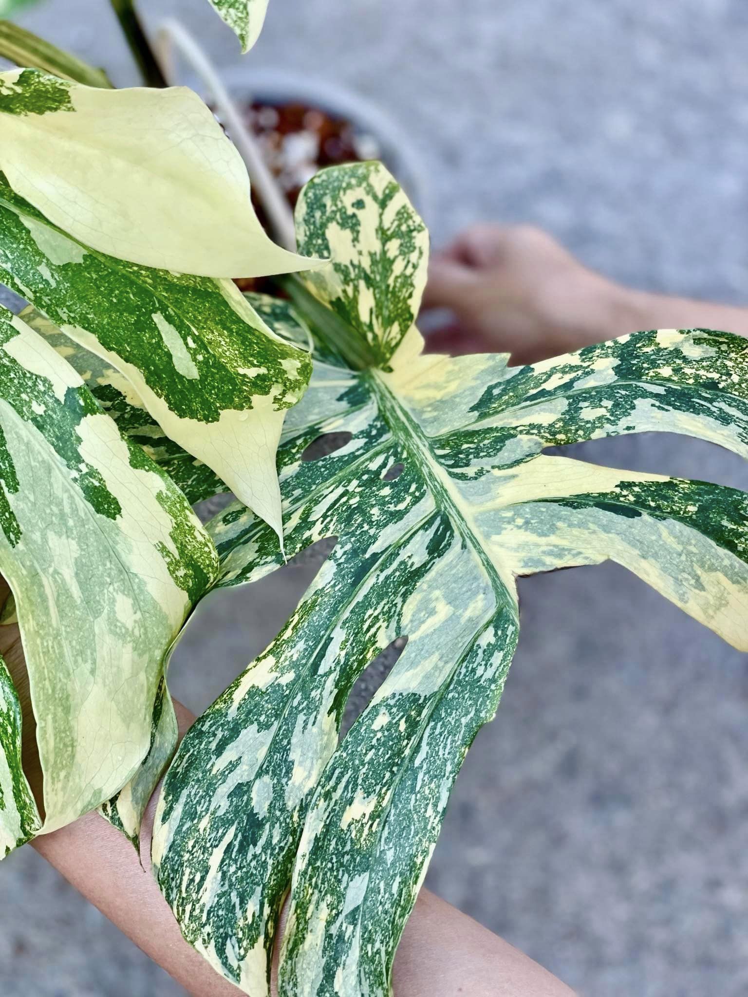 Variegated Monstera Creme Brulee Plant