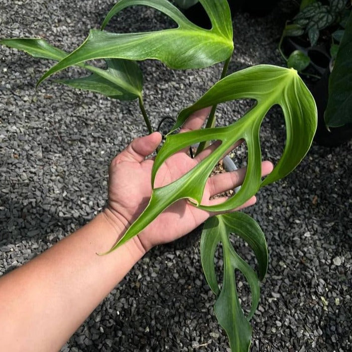 monstera burle marx flame variegated Monstera Burle Marx Flame Tissue Culture Plant