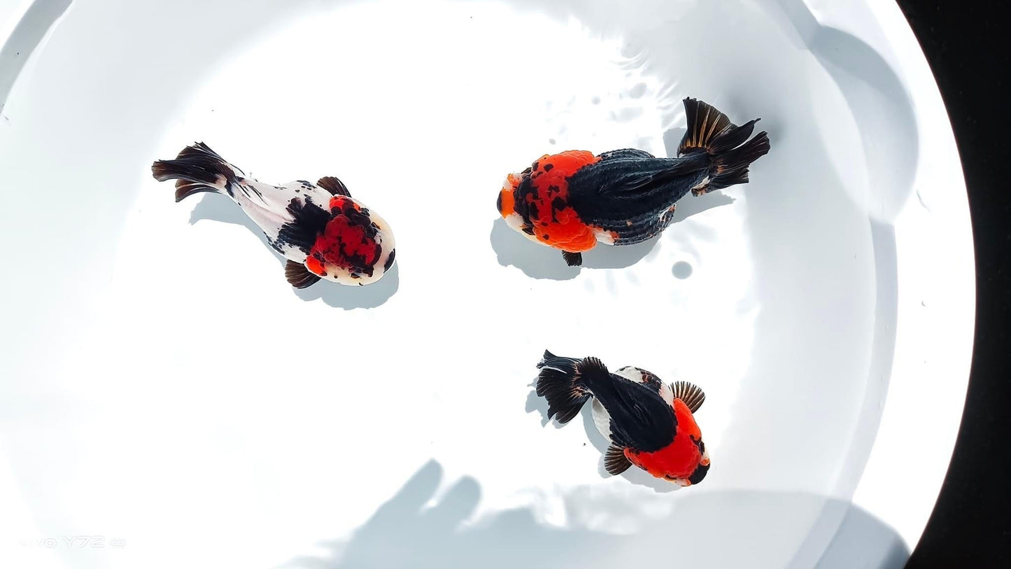 Tri Color Oranda Short Tail 3-4 Inches | Mystery Goldfish