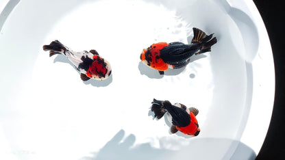 Tri Color Oranda Short Tail 3-4 Inches | Mystery Goldfish