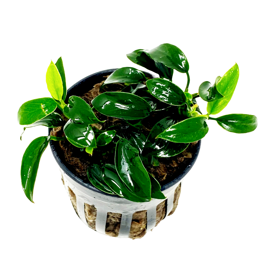 Anubias Jungle