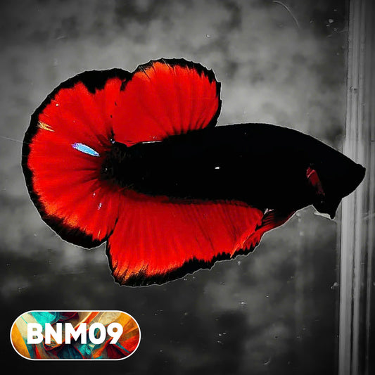 Dark Flame Hellfire Plakat Male Betta Fish | You Pick Fish | Rare Betta