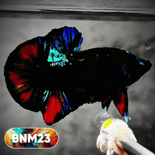 Dark Flame Hellfire Plakat Male Betta Fish | You Pick Fish | Rare Betta